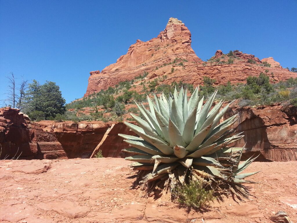 sinkhole cactus weekend in Sedona