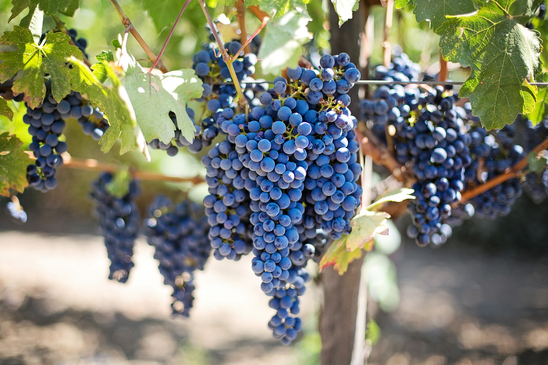 purple-grapes-wine tasting in napa valley