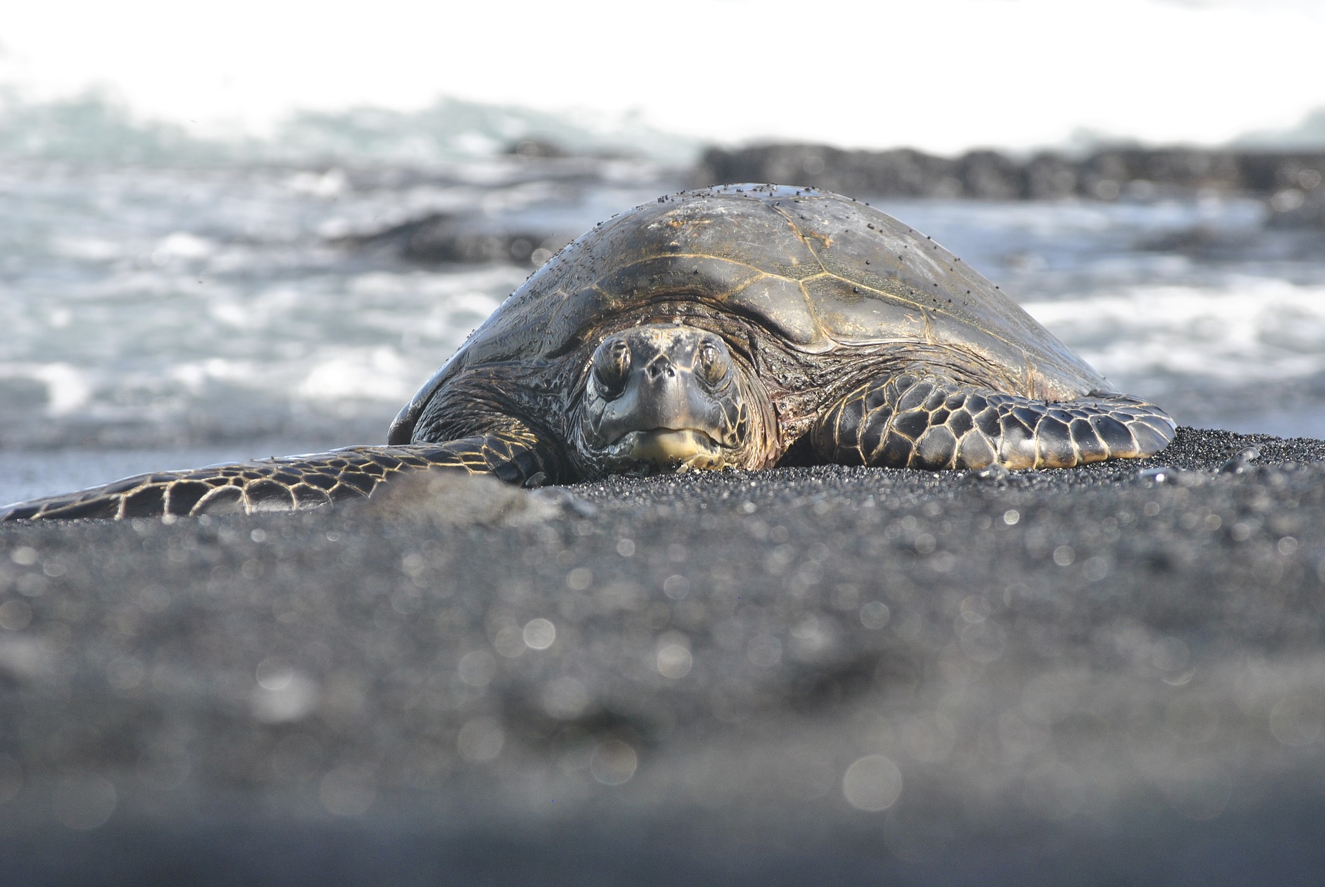 sea-turtle-big-island-hawaii