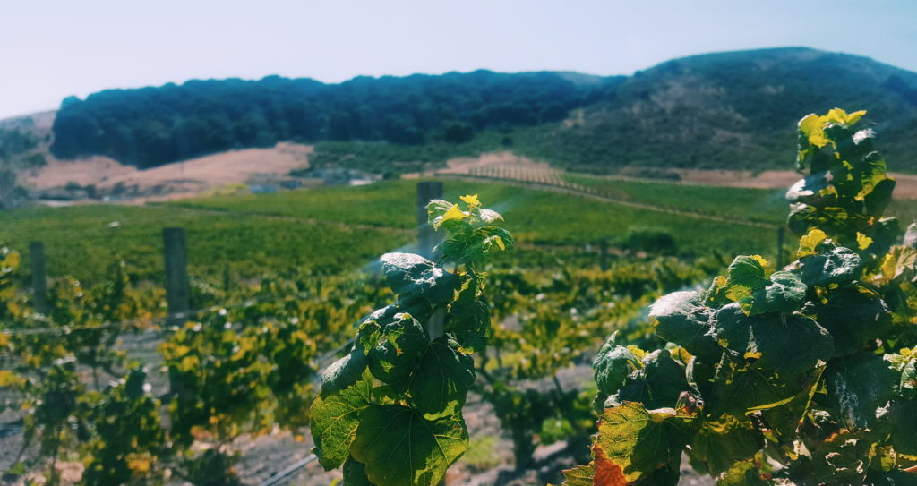 vineyard - sonoma valley wine tasting