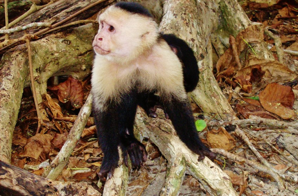 costa-rica-monkey first trip to Costa Rica