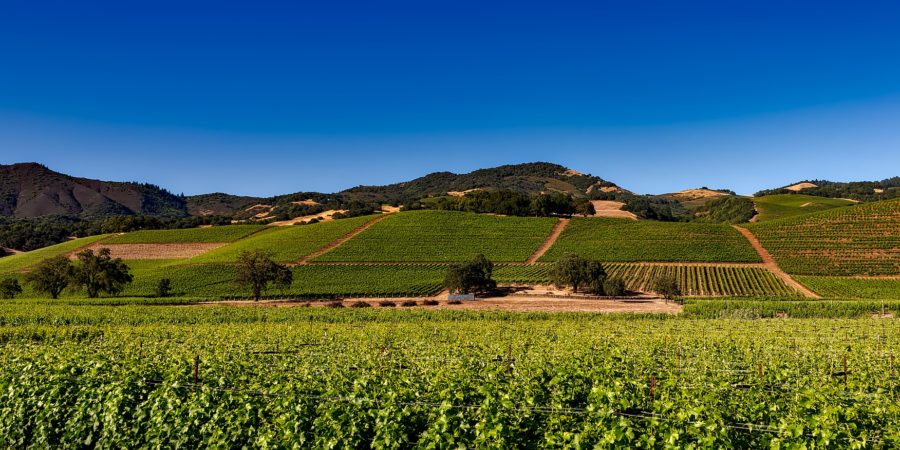 vineyards-wine tasting in Napa Valley