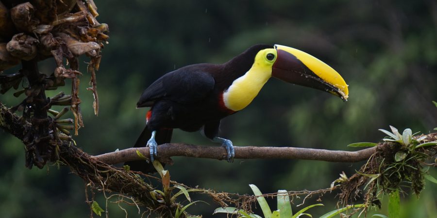 toucan- first trip to Costa Rica